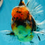 A Grade Tiger Calico Godzilla Oranda Male 5.5 inches #1027OR_16