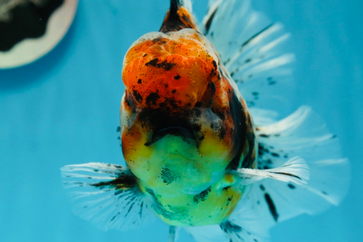 A Grade Tiger Calico Godzilla Oranda Male 5.5 inches #1027OR_16