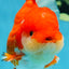 AAA Grade Red White Oranda Male 6 inches #080125OR_12