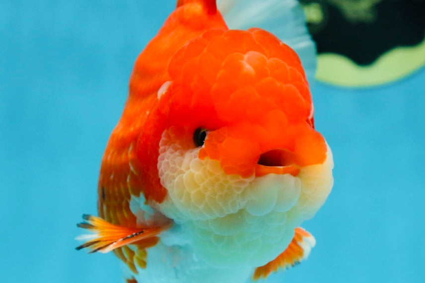 AAA Grade Red White Oranda Male 6 inches #080125OR_12