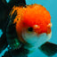 A Grade Apache (Black Red) Tricolor Oranda Male 5 inches #110824OR_10