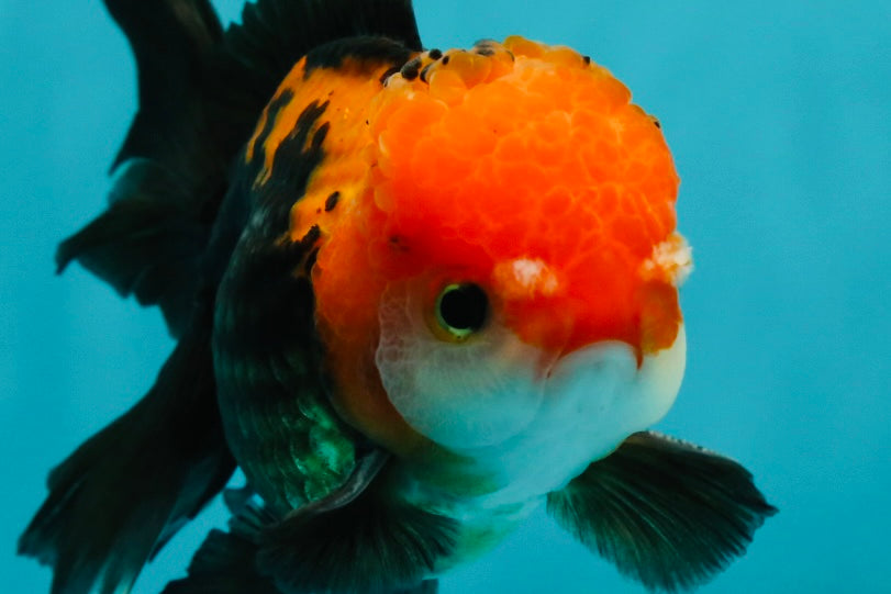 A Grade Apache (Black Red) Tricolor Oranda Male 5 inches #110824OR_10