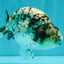 A Grade Tiger Ranchu Male 4.5-5 inches #081426RC_23