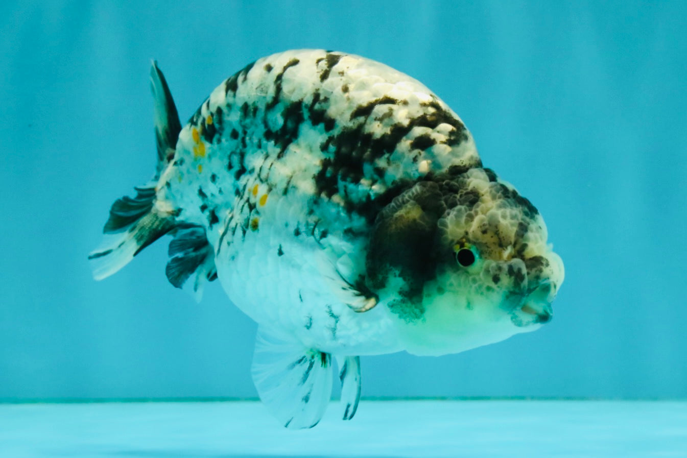 A Grade Tiger Ranchu Male 4.5-5 inches #081426RC_23