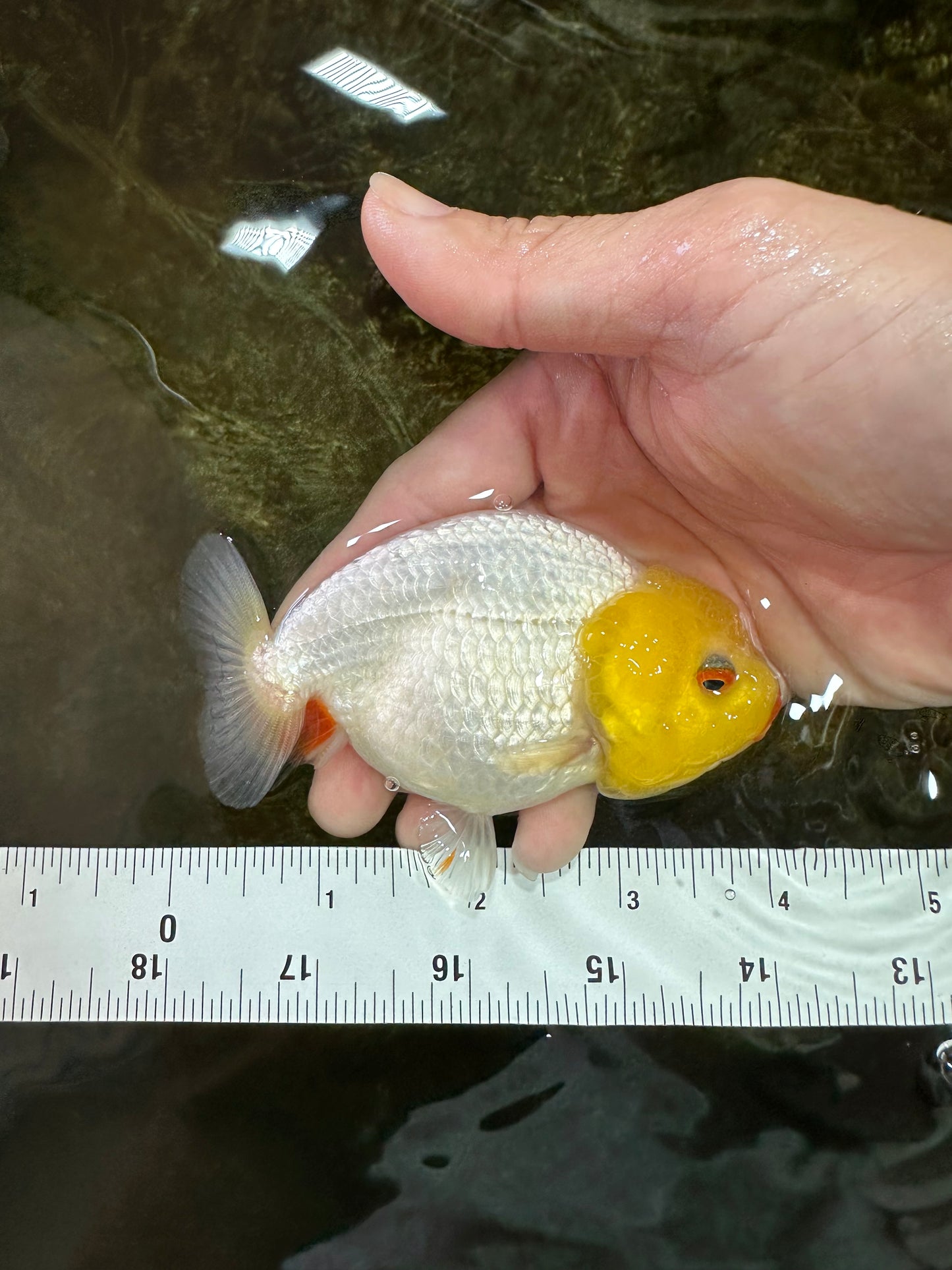 A Grade Lemonhead LionQueen 4 inches #070425LC_13