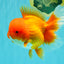 AAA Grade Red Oranda Female 6.5 inches #071026OR_24