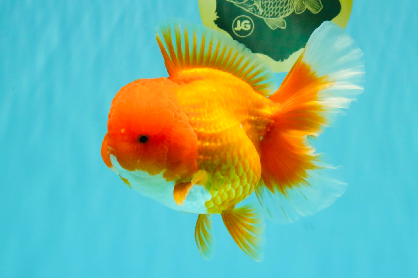 AAA Grade Red Oranda Female 6.5 inches #071026OR_24