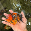 SPECIAL AAA Grade Tiger Oranda Male 5 inches #090426OR_03