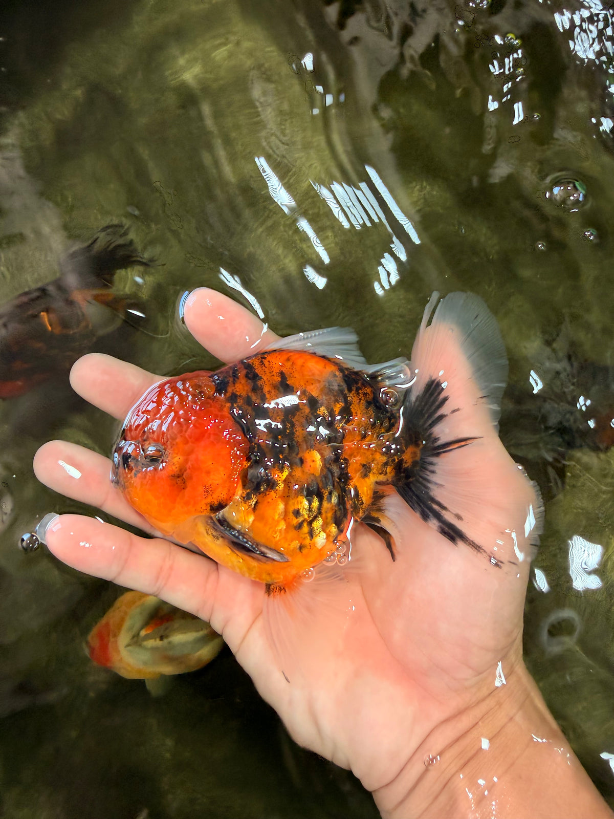 SPECIAL AAA Grade Tiger Oranda Male 5 inches #090426OR_03