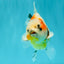 A Grade Sanke Oranda Male 4.5-5 inches #082126OR_25