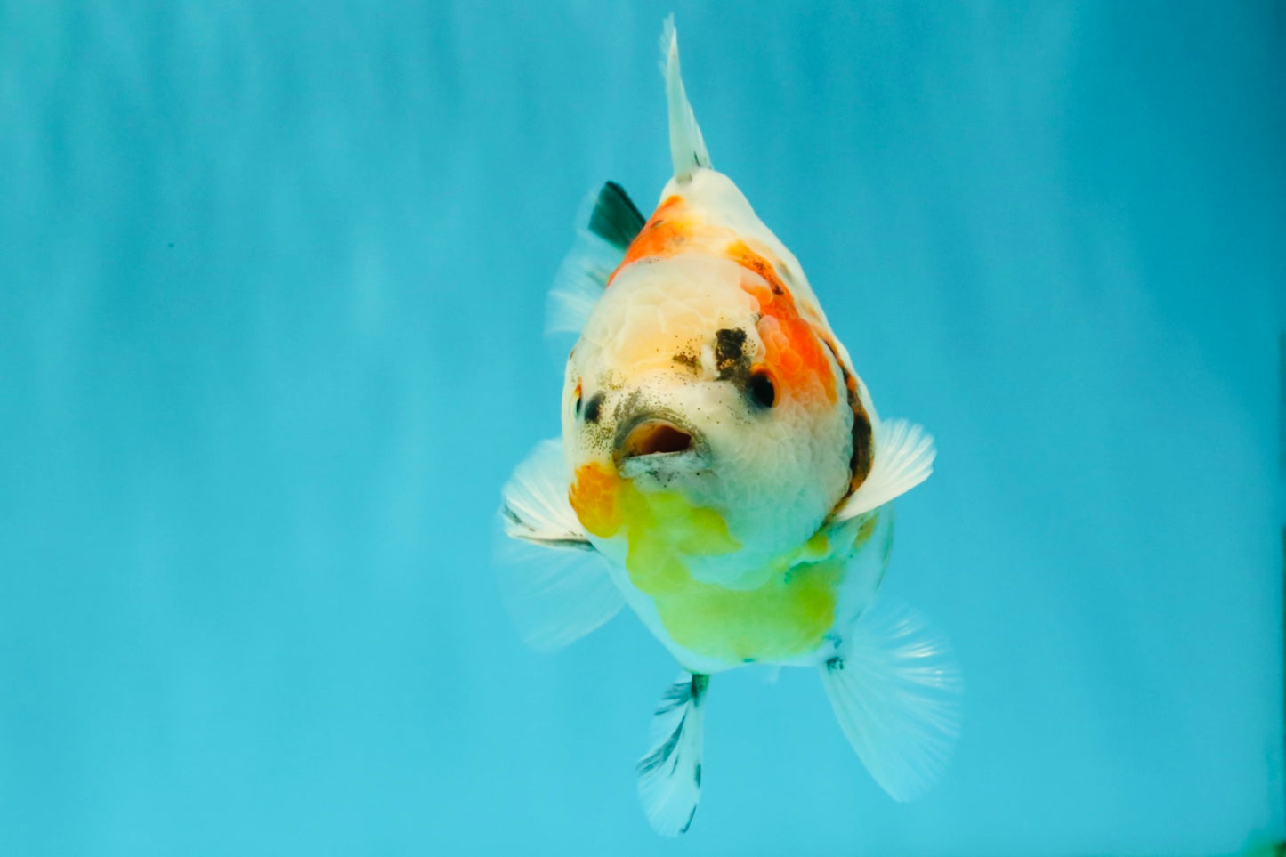 A Grade Sanke Oranda Male 4.5-5 inches #082126OR_25