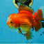 A Grade HAPPY Red White Oranda Female 5.5-6 inches #091925OR_11