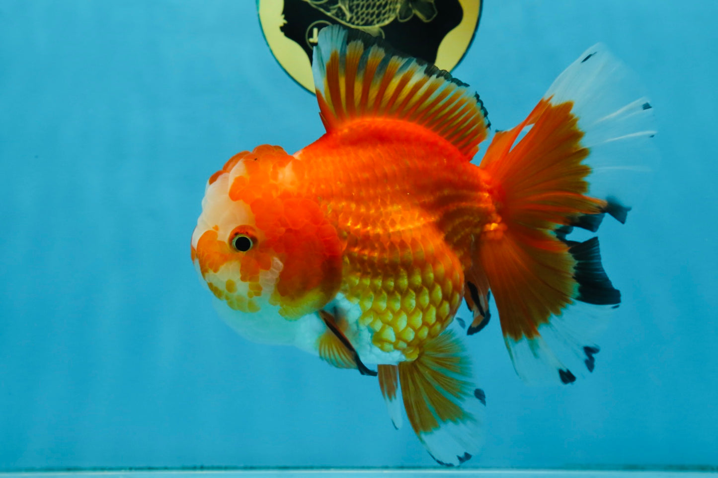A Grade HAPPY Red White Oranda Female 5.5-6 inches #091925OR_11
