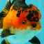AAA Grade Apache Oranda Female 5.5-6 inches #071026OR_26