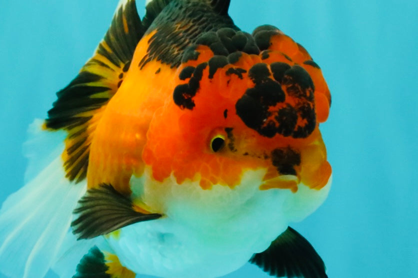 AAA Grade Apache Oranda Female 5.5-6 inches #071026OR_26
