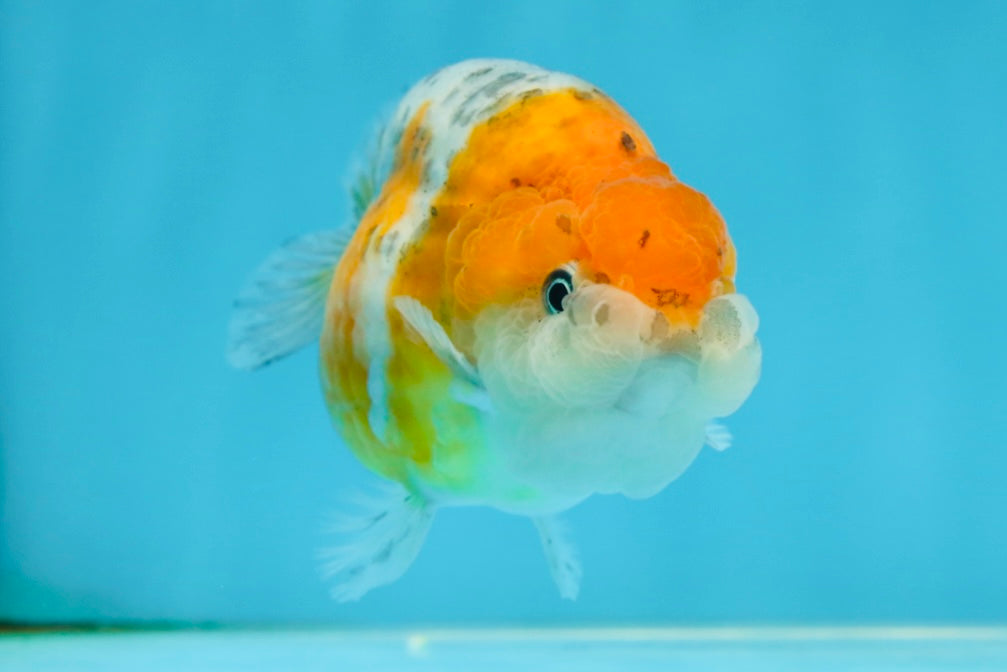 A Grade Calico LionQueen 4 inches #060625LC_05