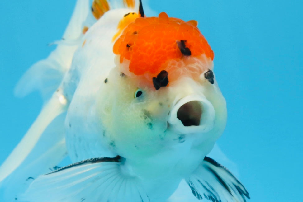 A Grade Tricolor Unique Color Mark Oranda Male 7 inches #0706OR_06