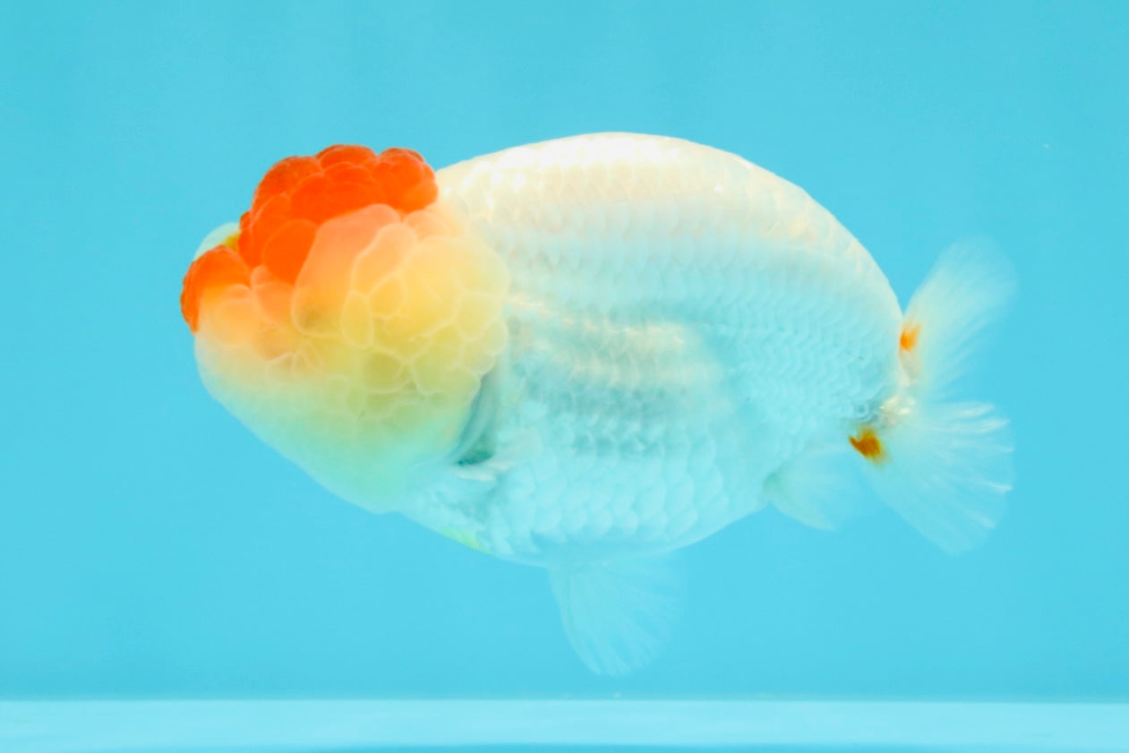 A Grade Tancho Red White LionQueen 4-4.5 inches #031326LC_08