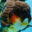 AAA Grade GIANT Godzilla Apache Oranda Male 6.5 inches #090525OR_09