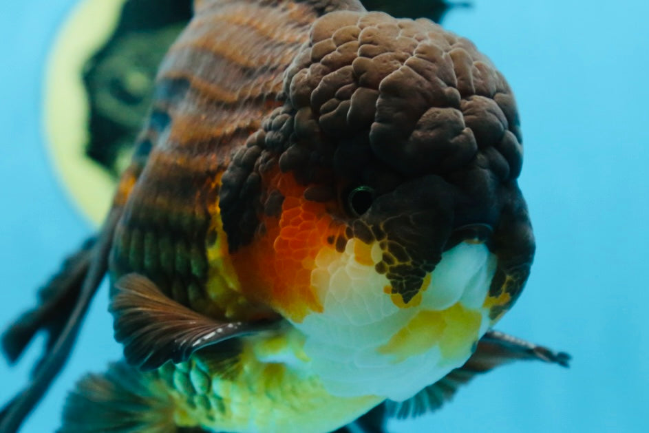 AAA Grade GIANT Godzilla Apache Oranda Male 6.5 inches #090525OR_09