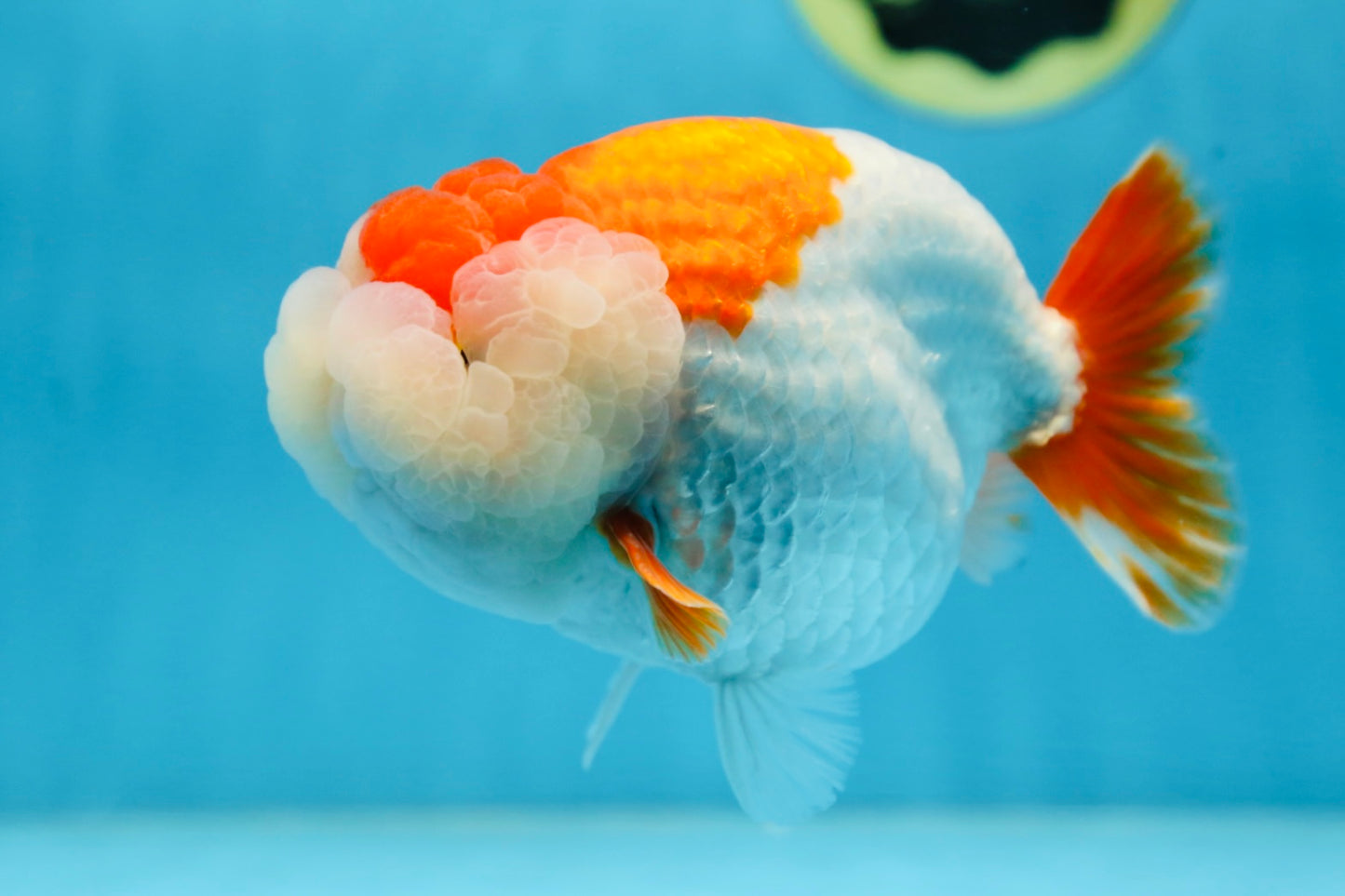 A Grade Red White LionKing 5.5 inches #091225LC_06