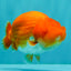 A Grade Red White LionKing 4.5-5 inches #072426LC_33