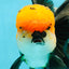 A Grade Tricolor Oranda Male 5.5 inches #112224OR_14