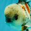 A Grade Marble Oranda Male 5.5 inches #050126OR_13