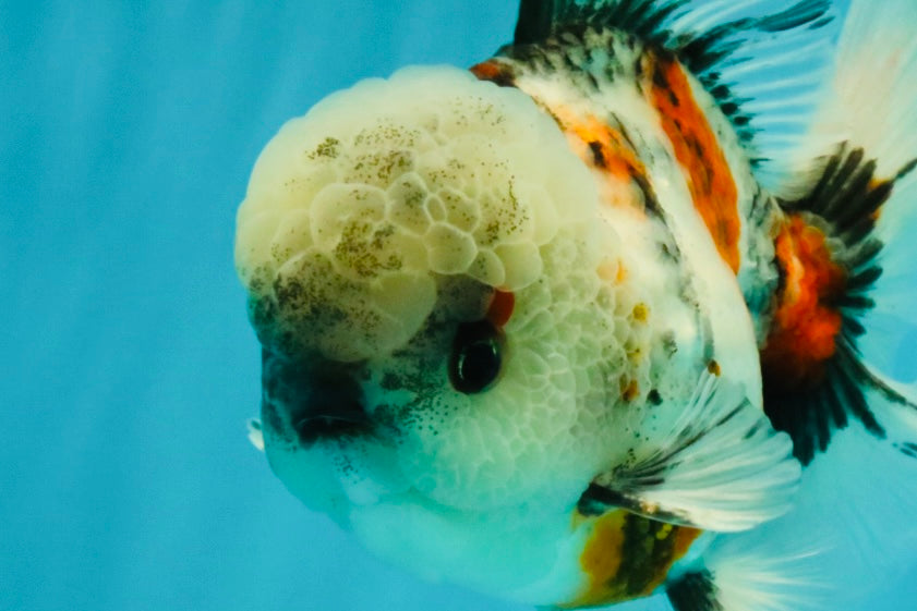 A Grade Marble Oranda Male 5.5 inches #050126OR_13