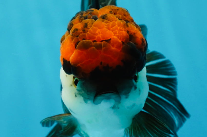 A Grade Fire Tricolor Oranda Female 5 inches #050225OR_02
