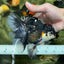 A Grade Tricolor Oranda Female 6 inches #111524OR_14