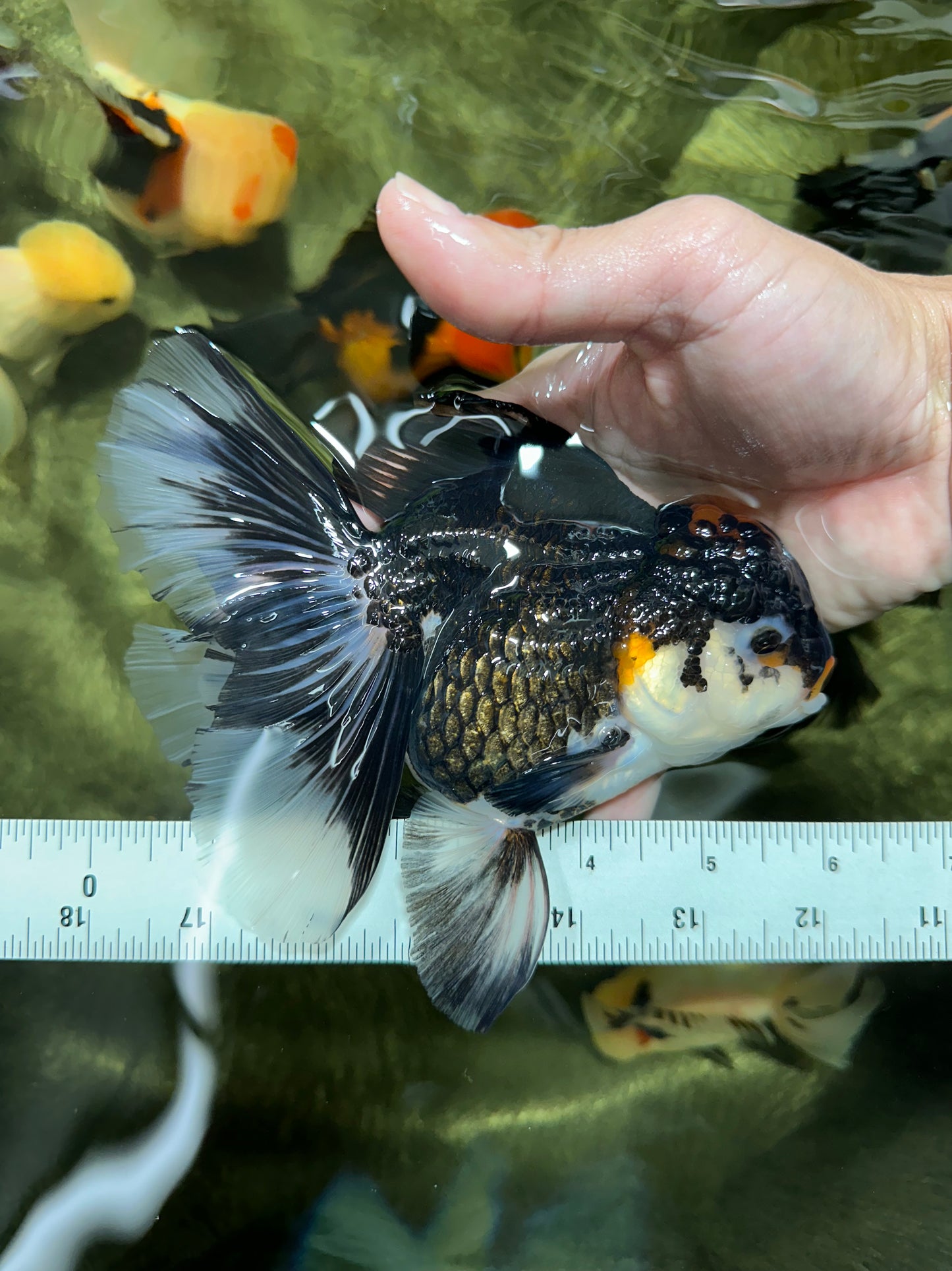 A Grade Tricolor Oranda Female 6 inches #111524OR_14