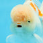 AAA Grade Orange White Sakura Oranda Male 6 inches #0920OR_18