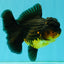 SPECIAL A Grade Apache Oranda Female 6-6.5 inches #050826OR_05