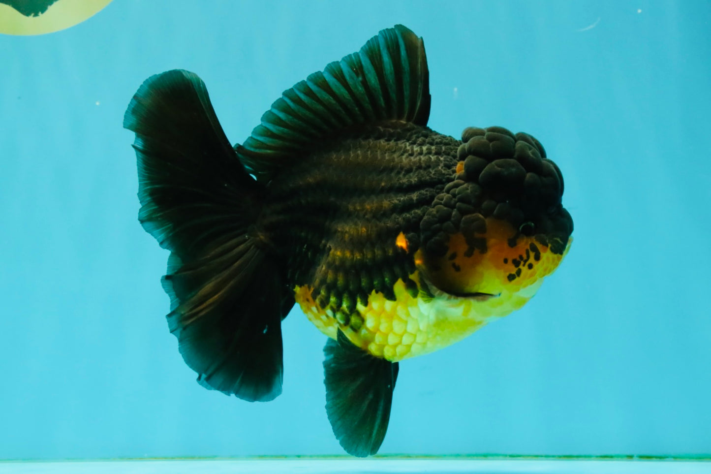 SPECIAL A Grade Apache Oranda Female 6-6.5 inches #050826OR_05