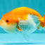 Red White LionChu Female 4.5 inches #070326LC_35