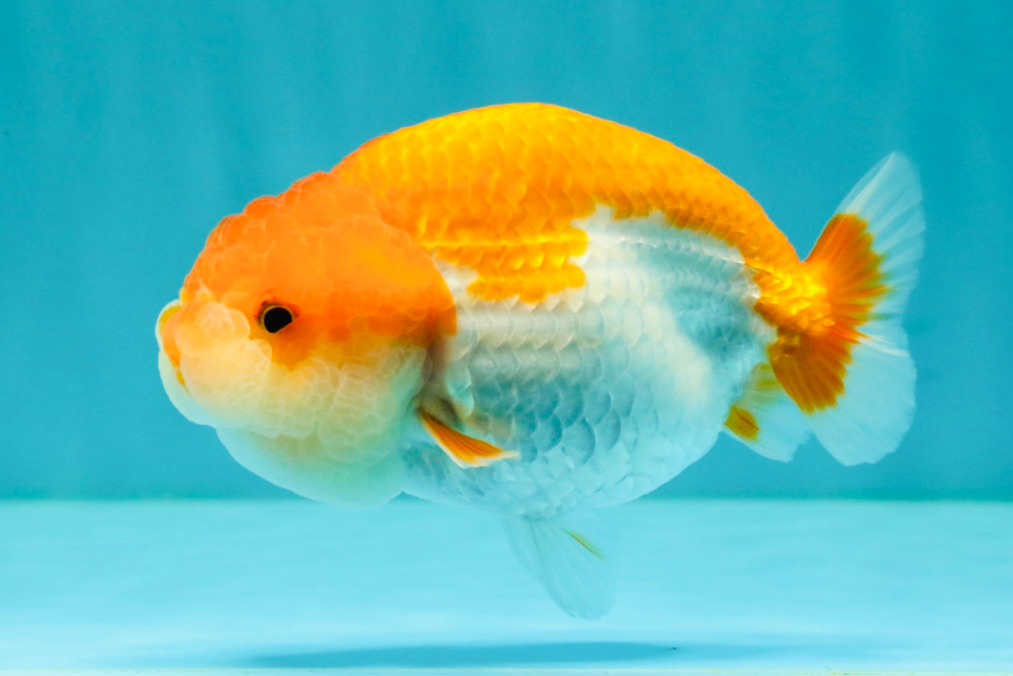 Red White LionChu Female 4.5 inches #070326LC_35