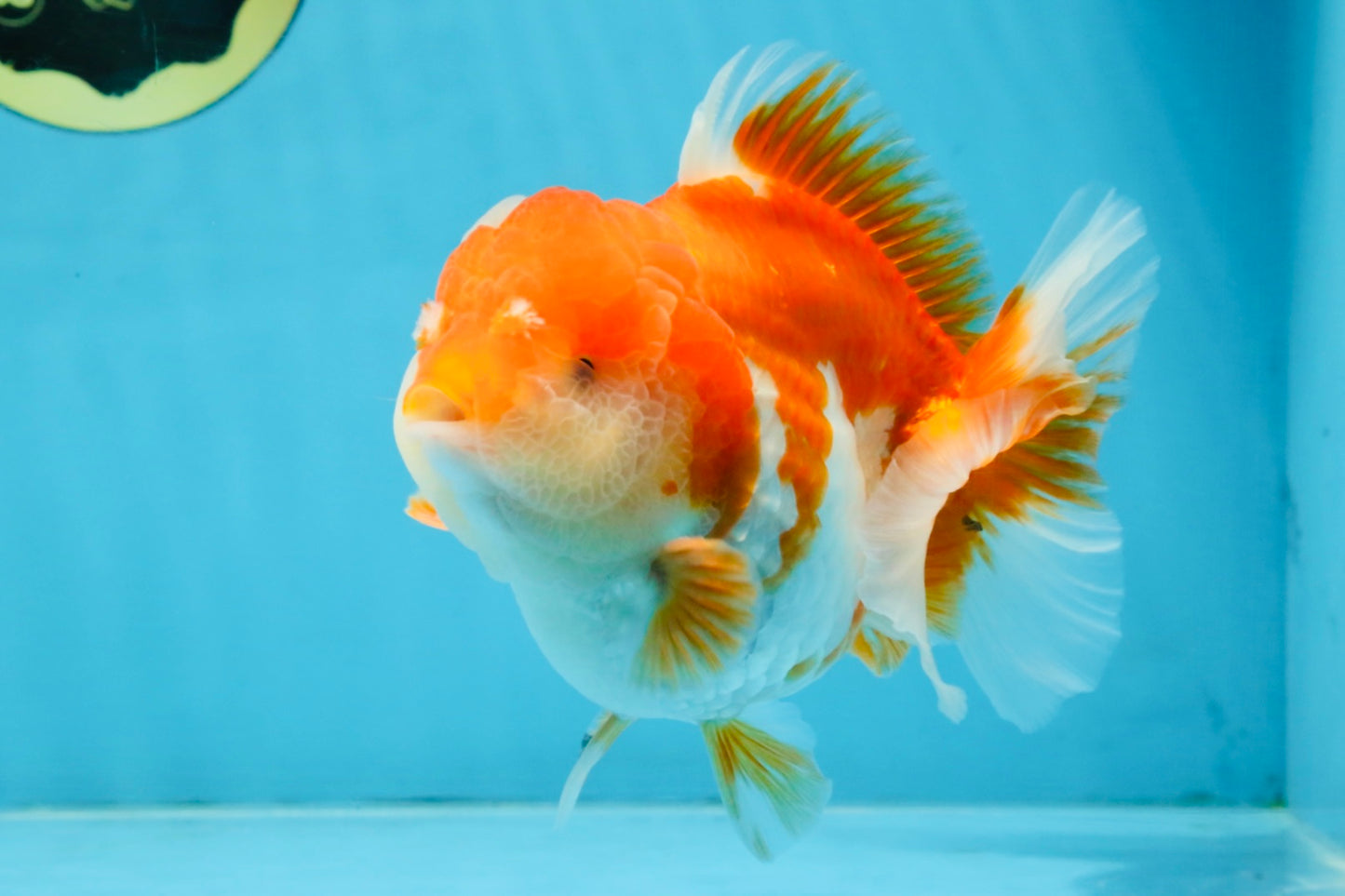 BIG WEN A Grade Red White Yuanbao Male 5 inches #110725YB_09