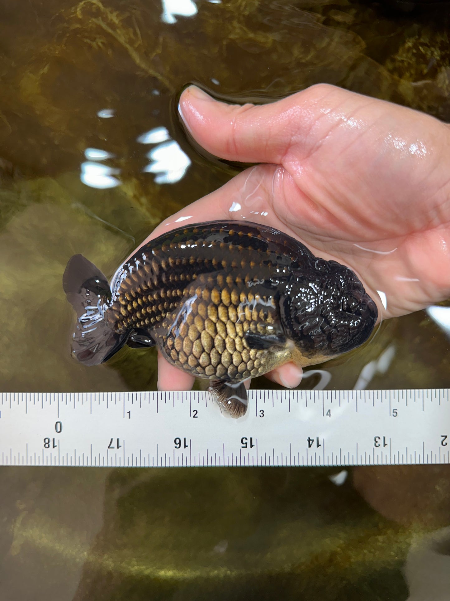 AAA Grade Godzilla Black LionKing 4.5-5 inches #053025LC_09