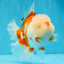OLAF A Grade Red White Oranda Male 6 inches #040326OR_14