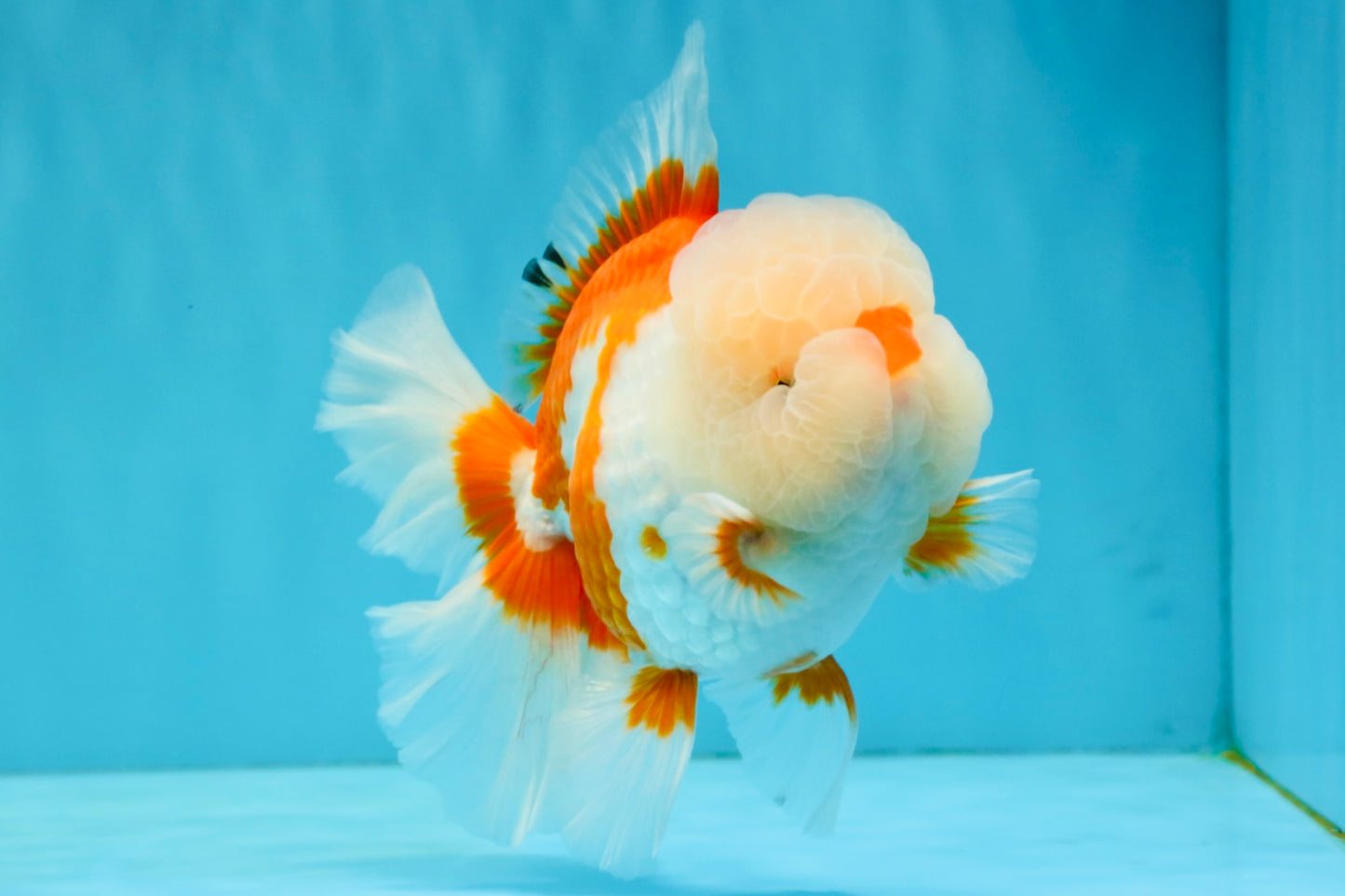 OLAF A Grade Red White Oranda Male 6 inches #040326OR_14