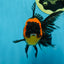 A Grade Tricolor Oranda Male 5-5.5 inches #062725OR_17
