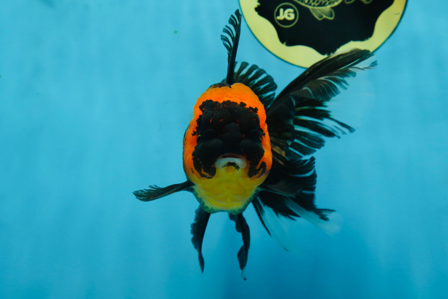 A Grade Tricolor Oranda Male 5-5.5 inches #062725OR_17