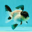 Cute Black Tancho Panda Oranda Male 3.5 inches #102524OR_19