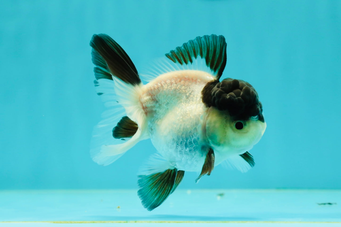 Cute Black Tancho Panda Oranda Male 3.5 inches #102524OR_19