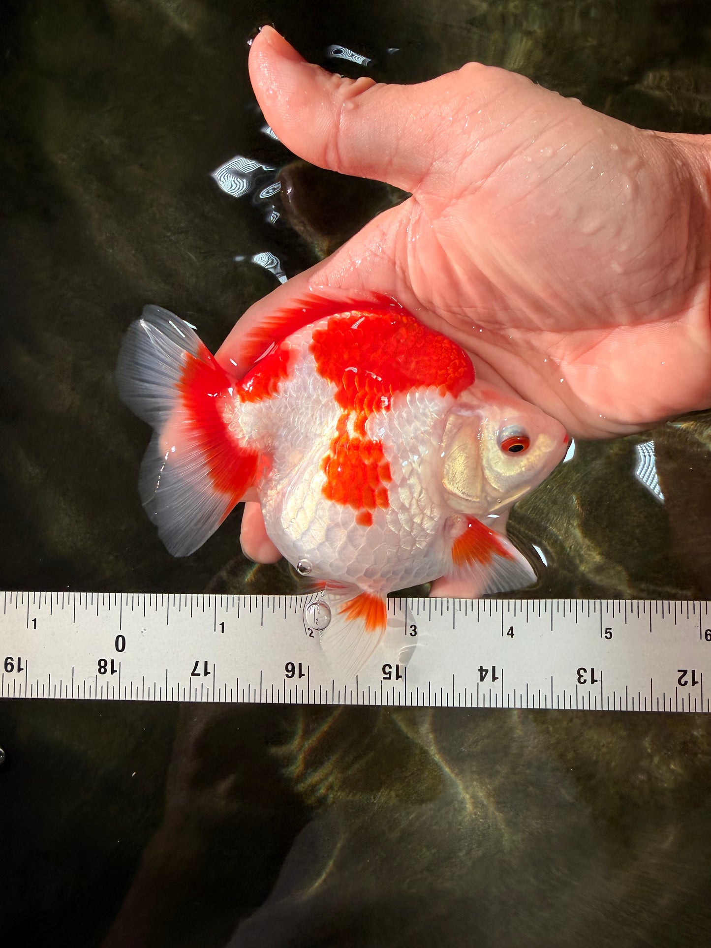 AAA Grade Red White Ryukin Female 4.5 inches #031326RK_31