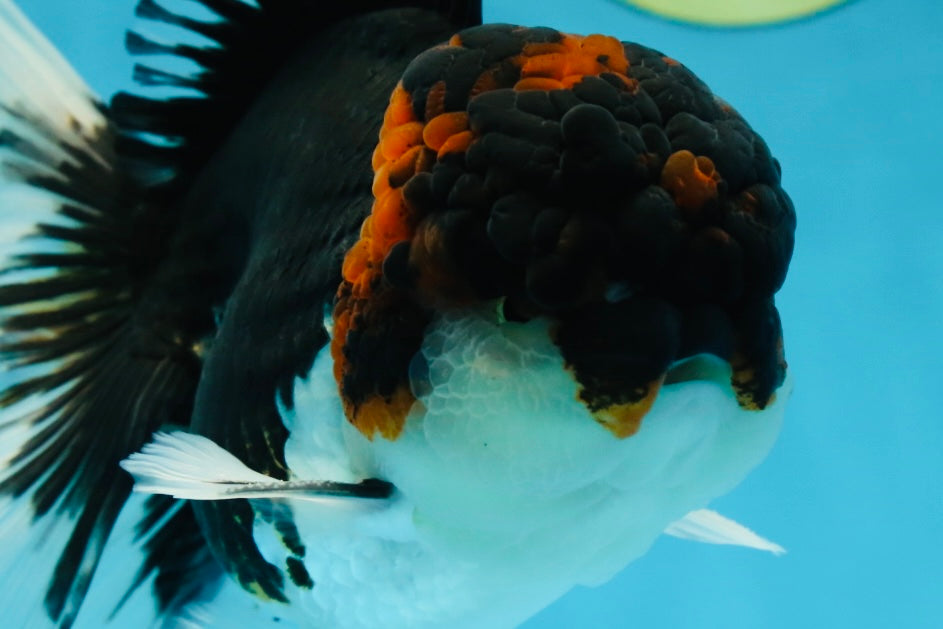 A Grade Tricolor Oranda Male 6.5 inches #060625OR_17