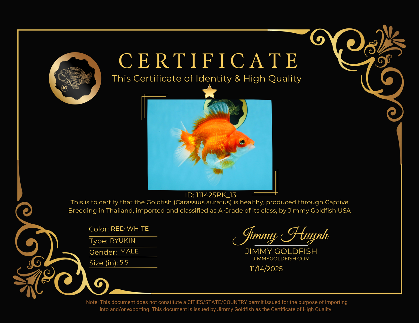 A Grade Red White Ryukin Male 5.5 inches #111425RK_13