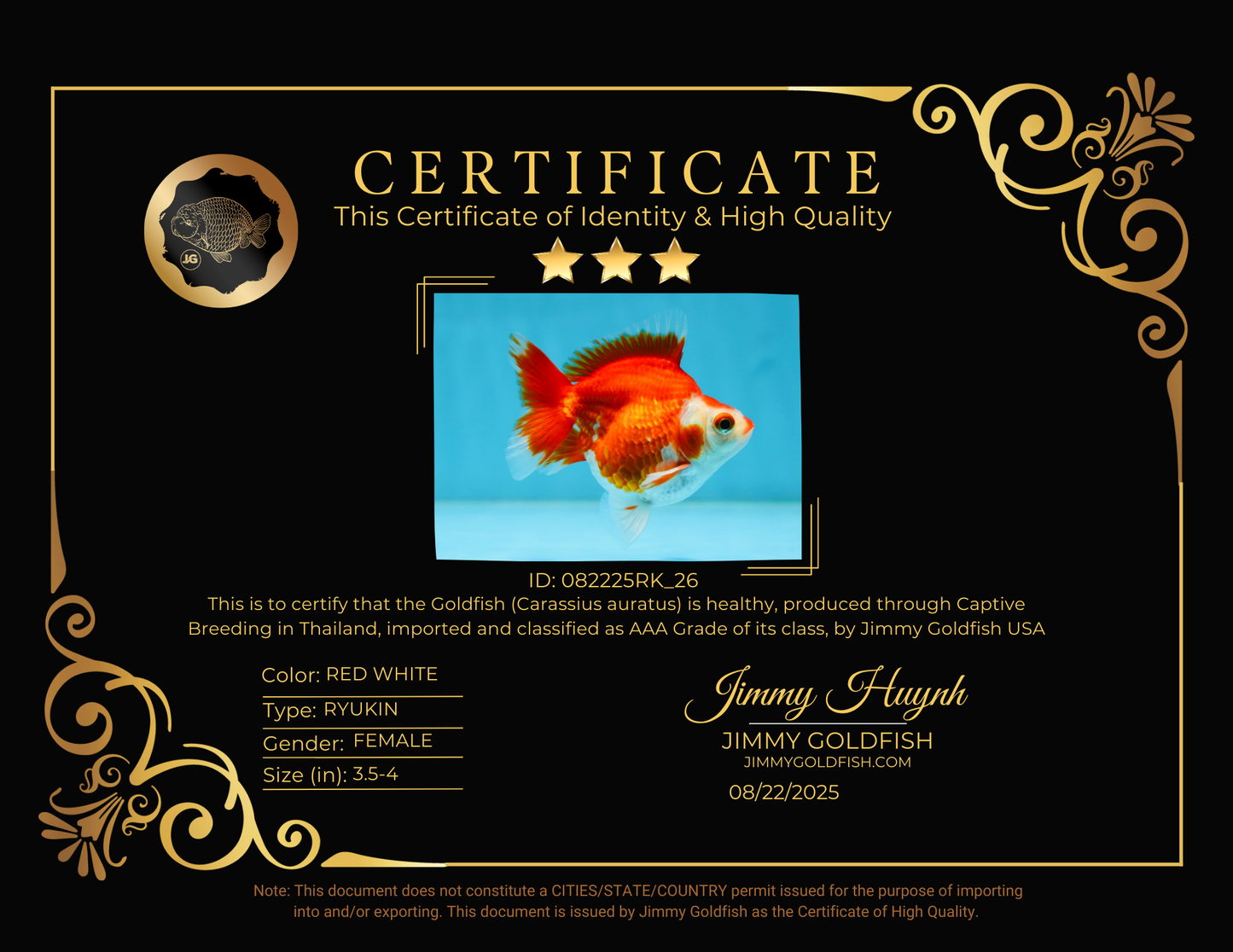 POCKET AAA Grade Small Red White Ryukin Female 3.5-4 inches #082225RK_26