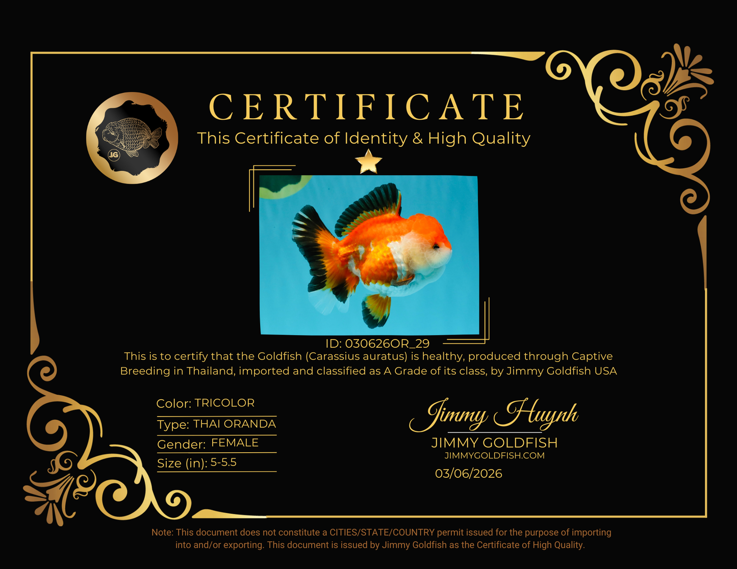 A Grade Tricolor Oranda Female 5-5.5 inches #030626OR_29